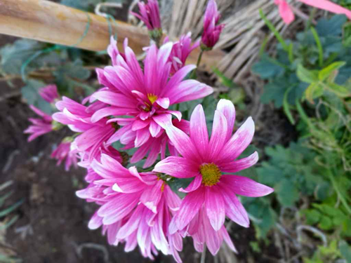 画像を挿入してください